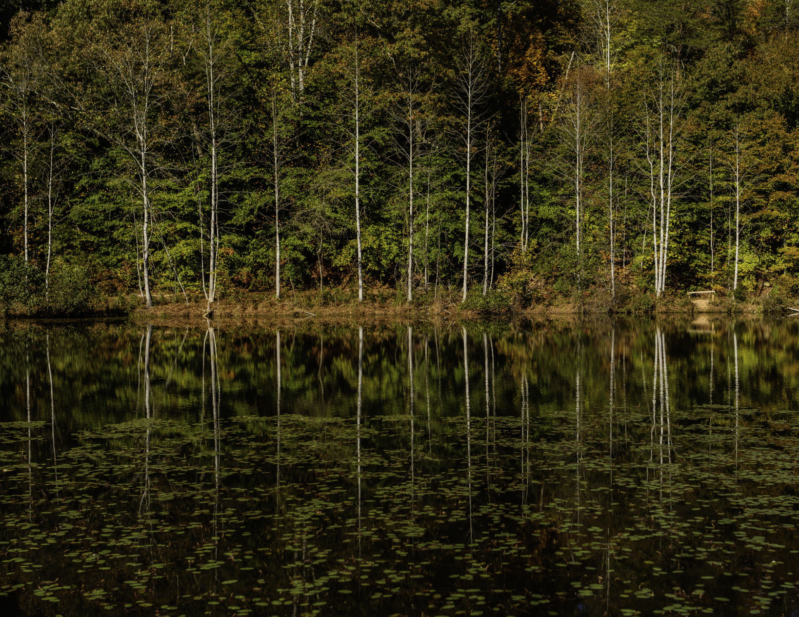 TR - Autumn Sight Lines - Andrews.jpg